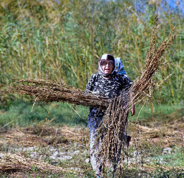Ula’nın susamına Yunan ve Japon ilgisi - Resim: 1