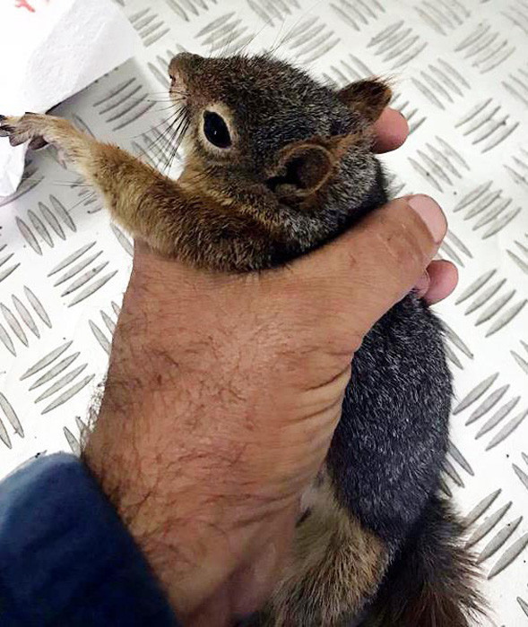 Avukattan örnek davranış yaralı sincaba şefkat eli - Resim: 4