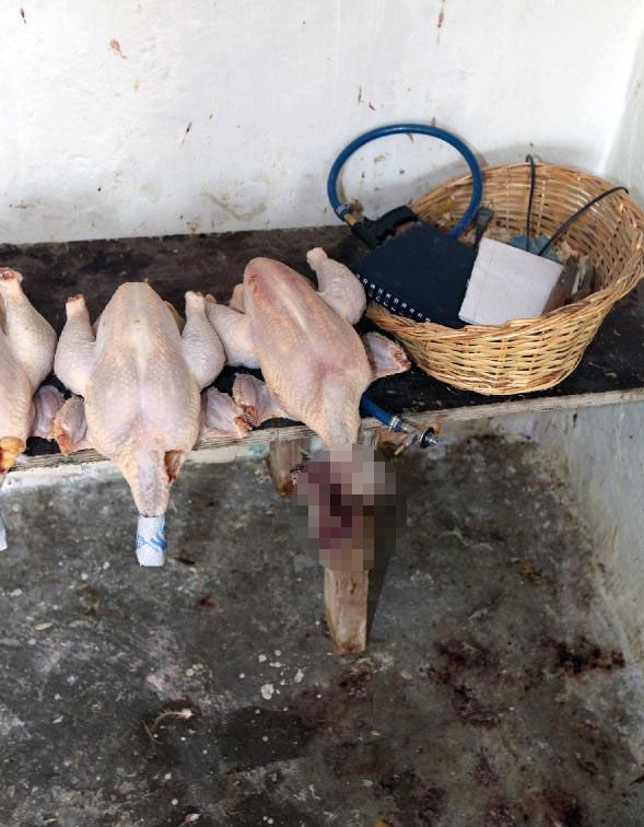 Kaçak tavuk kesimi yapanlara operasyon - Resim: 3