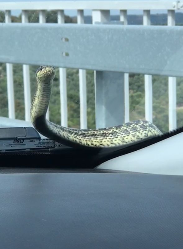 Seyir halindeki arabada yılan! Bursa'da arandı 3 gün sonra İzmir'de çıkarıldı - Resim: 1