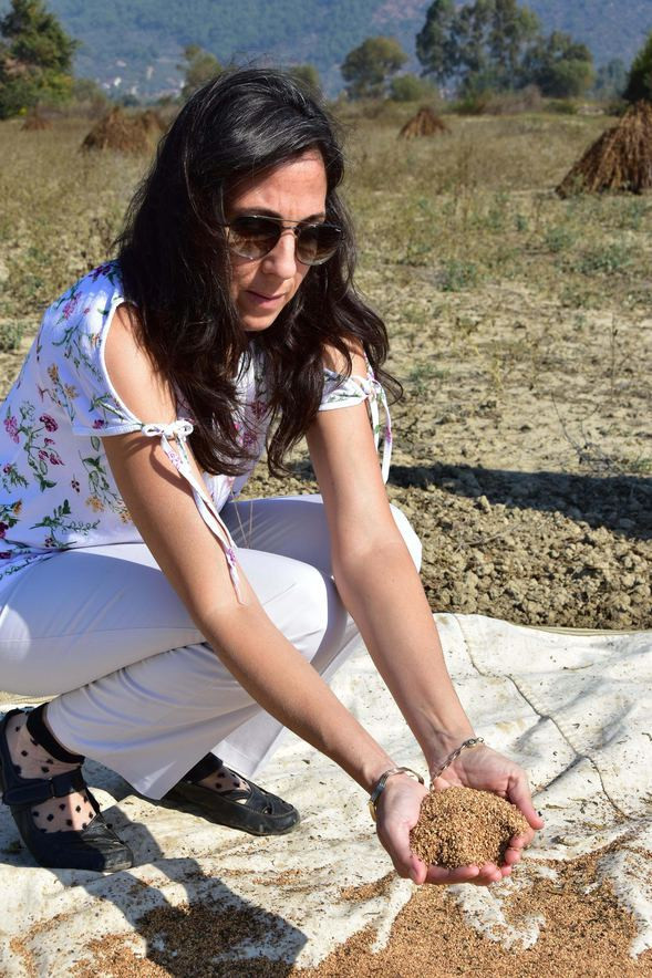 Ula’nın susamına Yunan ve Japon ilgisi - Resim: 3