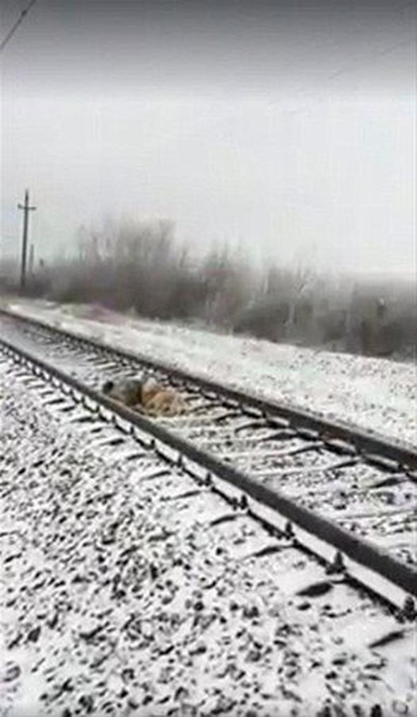 Raylara sıkışan arkadaşını yalnız bırakmadı! - Resim: 3