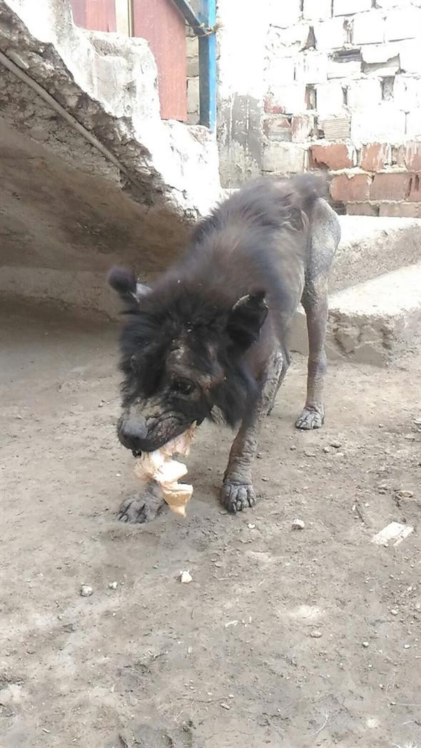 Ölmek üzereyken buldu: Şimdiki haline kimse inanamıyor! - Resim: 4