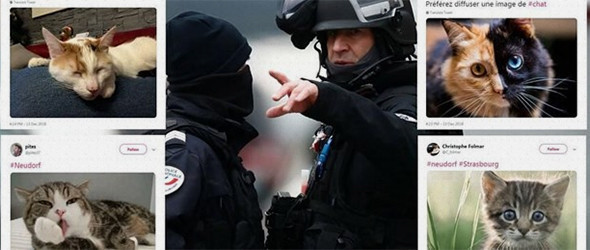 Strazburg saldırısı operasyonuna kedili destek - Resim: 1