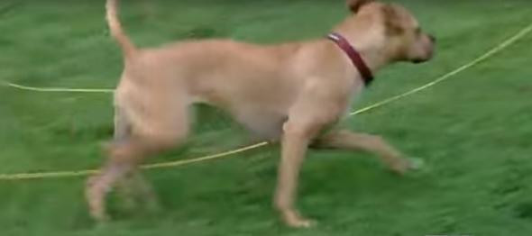 Pitbull  bir çocuğun hayatını böyle kurtardı - Resim: 4