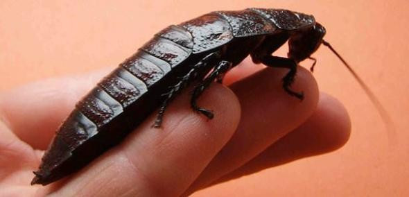 Kafası olmadan günlerce yaşayabiliyor asla ölmüyor! - Resim: 2