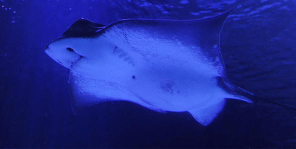 İşte TSK'nın yeni silahı: SİDA! Vatozdan farksız... - Resim: 1