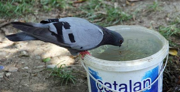 Termometre bile bu sıcağa dayanamadı! - Resim: 2