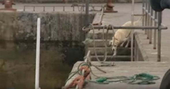 Her gün ortadan kaybolan köpeğin gittiği yer şaşırttı! - Resim: 4