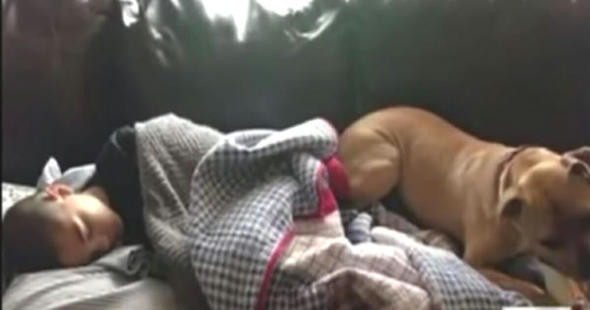 Pitbull  bir çocuğun hayatını böyle kurtardı - Resim: 2