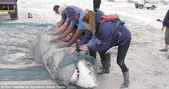 Katil köpekbalığının içinden çıkanlara bakın şoke etti! - Resim: 1