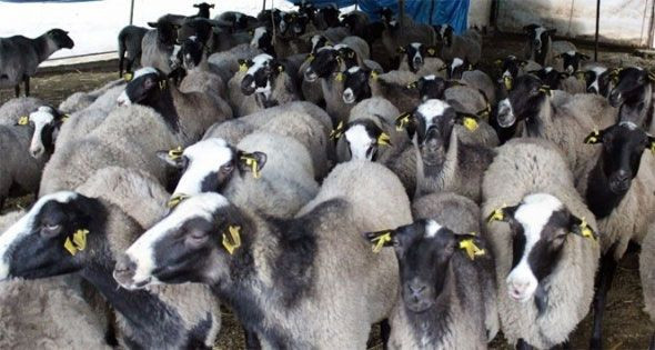 Kurbanlıklarla ilgili merak edilenler Nihat Hatipoğlu açıkladı! Kadınlar kurban kesebilir mi bu hayvanlar kurban olmaz - Resim: 2