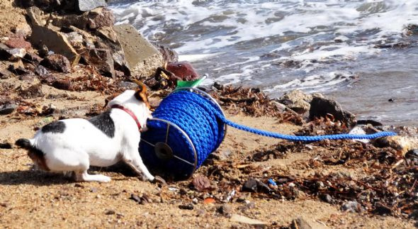 Köpek Jack'e hayran kalacaksınız - Resim: 4