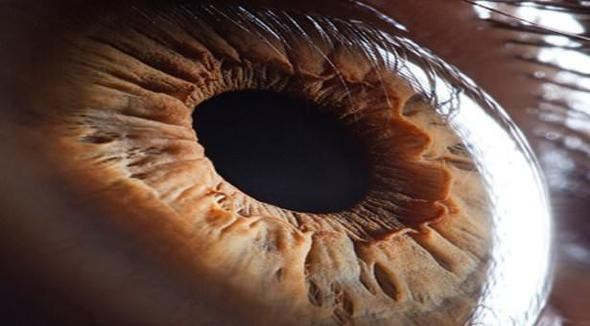 Kafası olmadan günlerce yaşayabiliyor asla ölmüyor! - Resim: 3