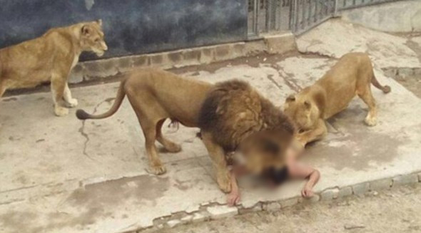 Kendini aslanlara atıp yem etti bakın o adam kimdi? - Resim: 3
