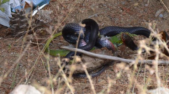 Bir anda üzerine atladı ama her şey için çok geçti - Resim: 1