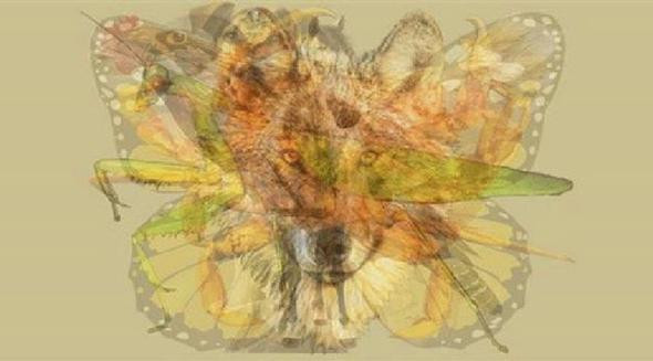 Sosyal medya bu kişilik testini konuşuyor! Resimde hangi hayvanı görüyorsunuz? - Resim: 1