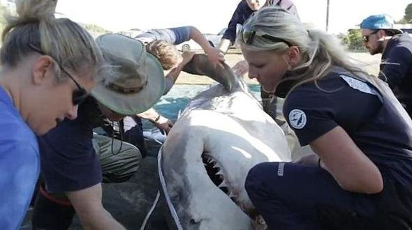 Katil köpekbalığının içinden çıkanlara bakın şoke etti! - Resim: 2