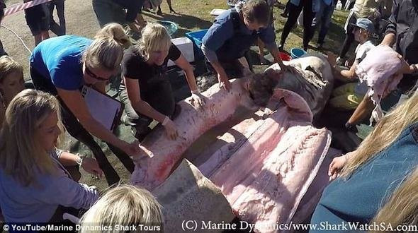 Katil köpekbalığının içinden çıkanlara bakın şoke etti! - Resim: 3