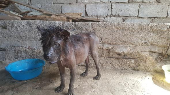Ölmek üzereyken buldu: Şimdiki haline kimse inanamıyor! - Resim: 3