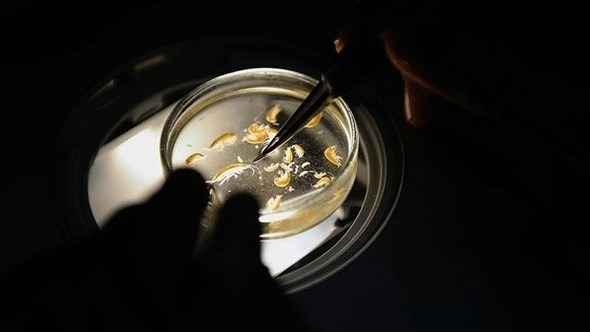 Kuş mu balık mı bilim dünyasını sarsan görüntü - Resim: 1