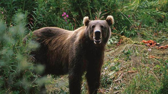 Toprağı eşeleyen ayı PKK sığınağını ortaya çıkardı! - Resim: 1