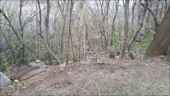 Çocuklarını alıp ormana götürdü ve öyle bir şey yaptı ki - Resim: 2