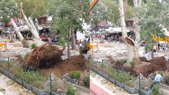 8 asırlık çınar yoğun bakıma alındı - Resim: 1
