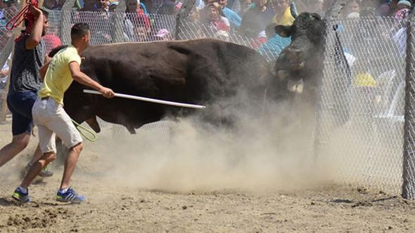 Güreşen boğalar tel örgüleri aştı, izleyiciler kaçıştı! - Resim: 1