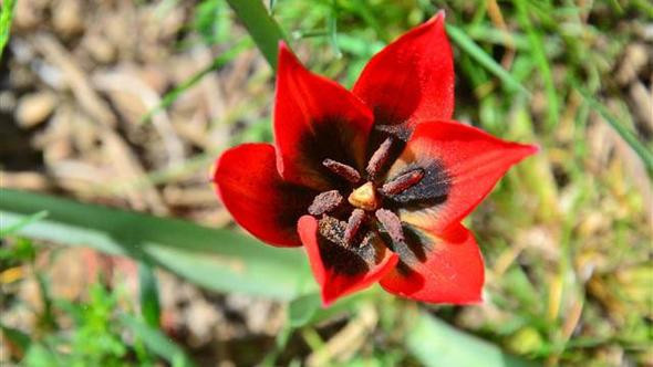 Bu çiçeği görürseniz sakın dokunmayın - Resim: 1