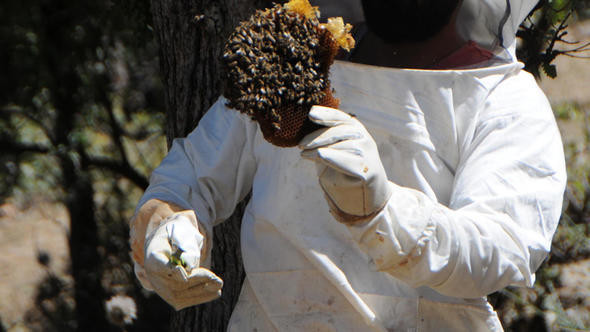 Ağaçlardan toplayıp kilosu 500 liraya satıyorlar! - Resim: 1