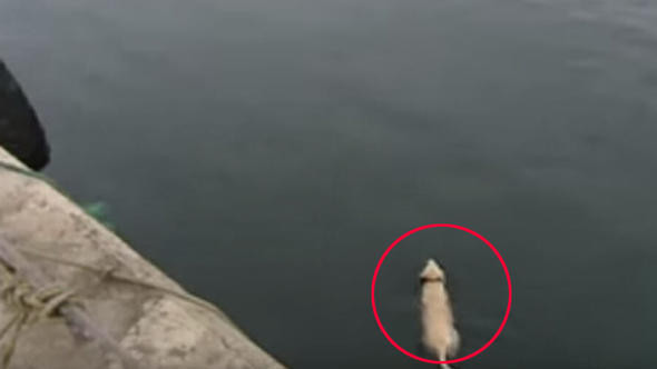 Her gün ortadan kaybolan köpeğin gittiği yer şaşırttı! - Resim: 1