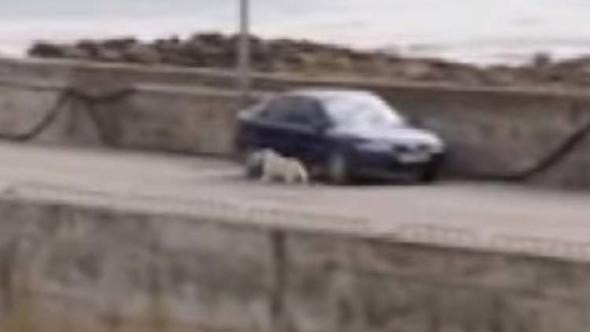 Her gün ortadan kaybolan köpeğin gittiği yer şaşırttı! - Resim: 3