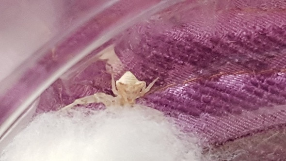 İnsan yüzlü örümcek hayrete düşürdü sahibi et ile besliyor - Resim: 3