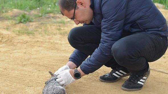 Çinçilla tavşanları niye öldü? Bakanlıktan açıklama geldi - Resim: 1