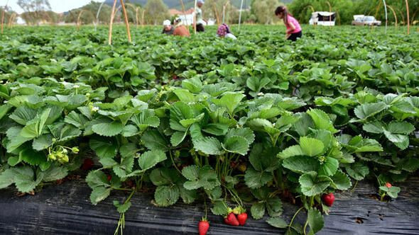 Muğla'da San Andreas' cinsi çileğin hasadına başlandı - Resim: 1