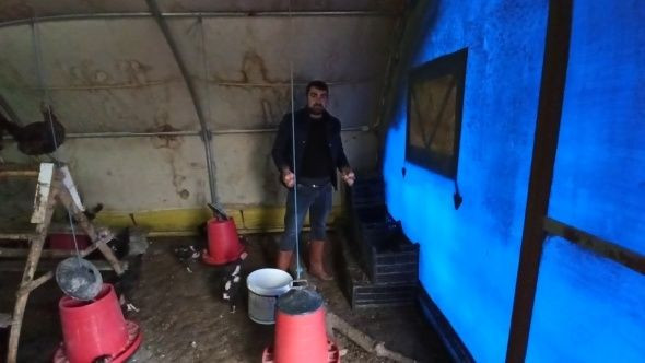 İşsiz kalınca gezen tavuk çiftliği kurdu siparişlere yetişemiyor - Resim: 2