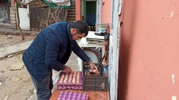 İşsiz kalınca gezen tavuk çiftliği kurdu siparişlere yetişemiyor - Resim: 3