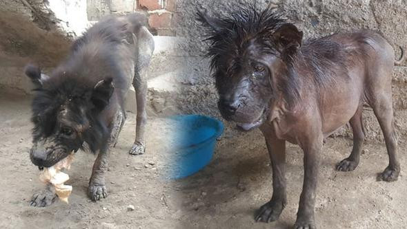 Ölmek üzereyken buldu: Şimdiki haline kimse inanamıyor! - Resim: 1