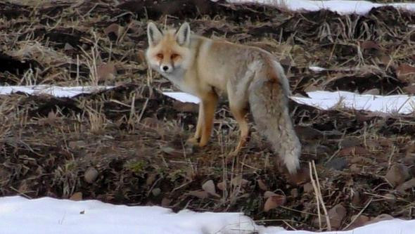 Aç kalınca kedilerle boğuştu ilçe karantinaya alındı - Resim: 1
