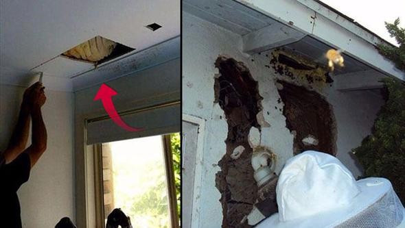 Tavandan garip sesler geliyordu bir de içinden çıkana bakın - Resim: 1