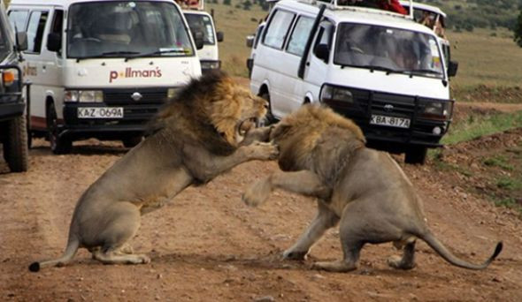 Doğanın en vahşileri böyle kapıştı! - Resim: 3