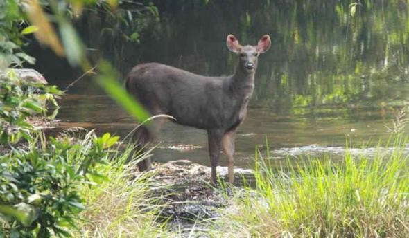 Satın aldıkları çorak arazi yağmur ormanına dönüştü! - Resim: 2