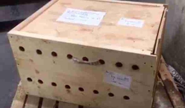 Havalimanında bir hafta kaldı içinden ses gelince... Şoke olacaksınız - Resim: 1