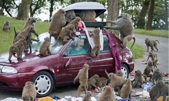 Hayvanların saniye saniye saldırı anı - Resim: 3