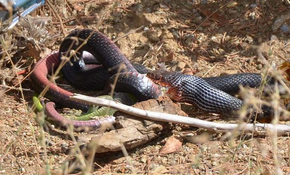 Bir anda üzerine atladı ama her şey için çok geçti - Resim: 3