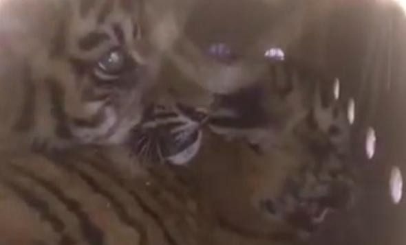 Havalimanında bir hafta kaldı içinden ses gelince... Şoke olacaksınız - Resim: 3