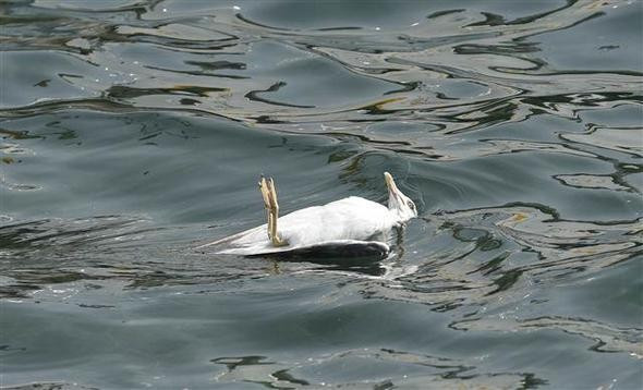 Yaralı martıyı itfaiyeci kurtardı - Resim: 1