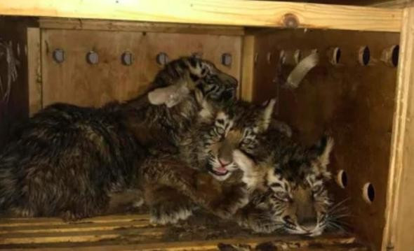 Havalimanında bir hafta kaldı içinden ses gelince... Şoke olacaksınız - Resim: 2