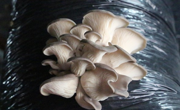 Eski ahırda 10 ton üretim! - Resim: 3